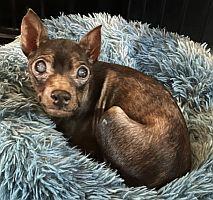 Canela, a Adoptable Miniature Pinscher in Davie, FL image 3/3