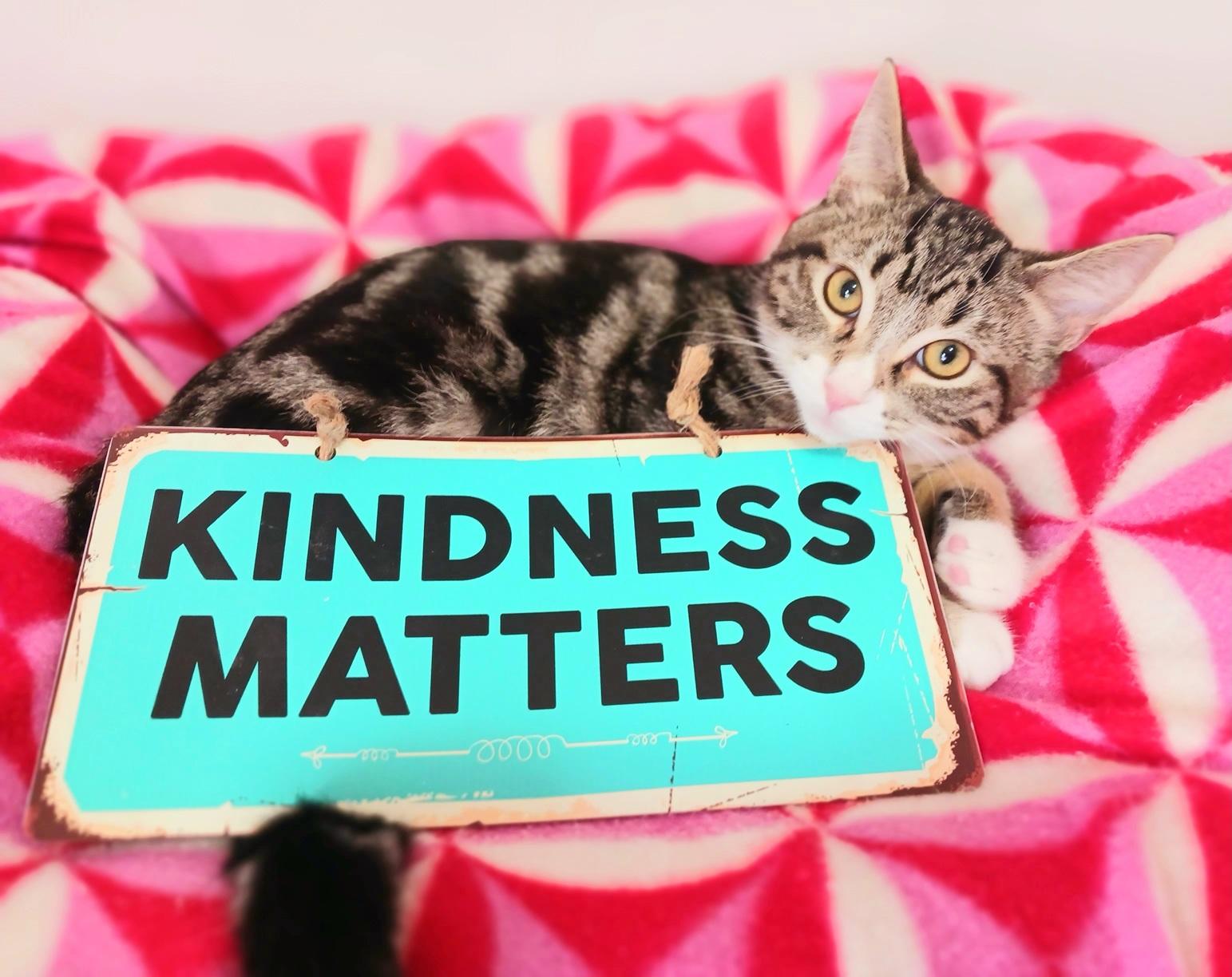 Sam, adopted, Kitten Male Bengal & Tabby.