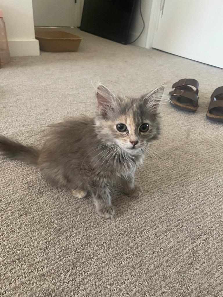 Bo Peep, Adopted, Kitten Female Domestic Short Hair.