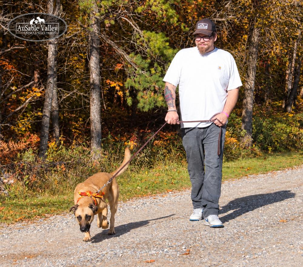 Enlarge Koda, a Adoptable mixed breed in Grayling, MI image 6/6