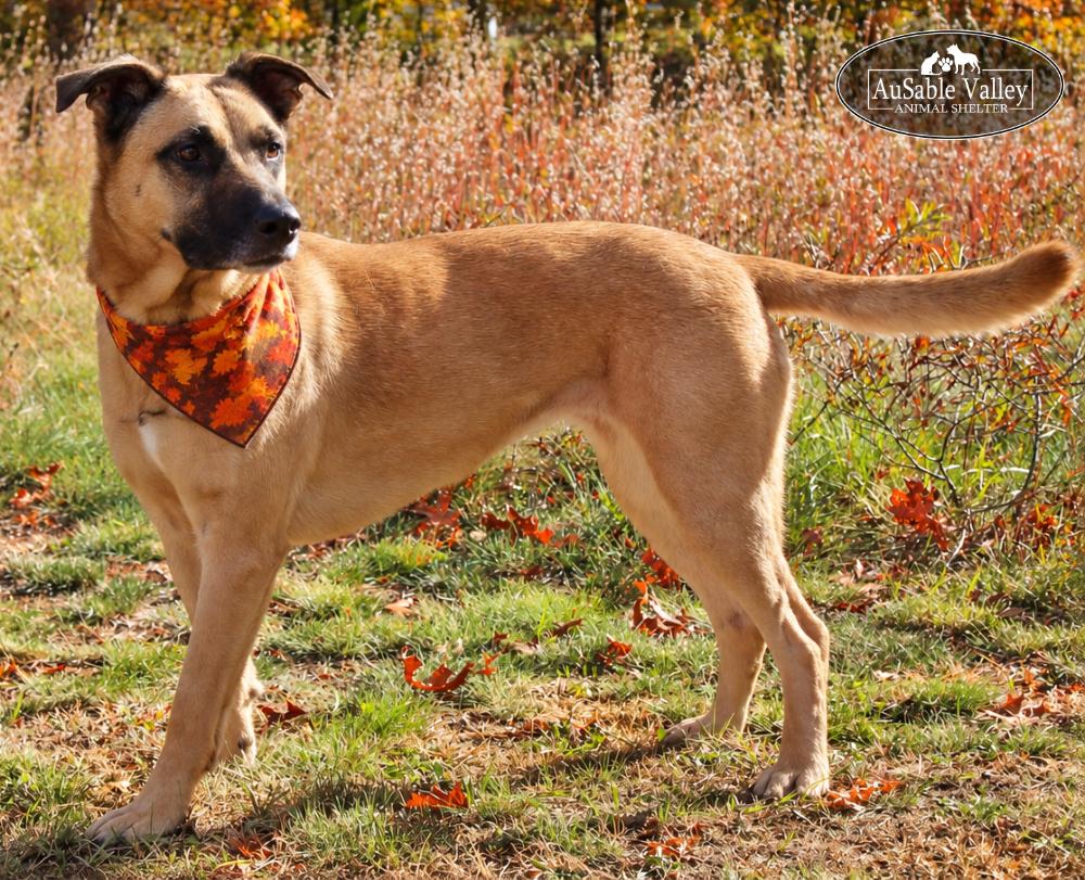 Enlarge Koda, a Adoptable mixed breed in Grayling, MI image 5/6