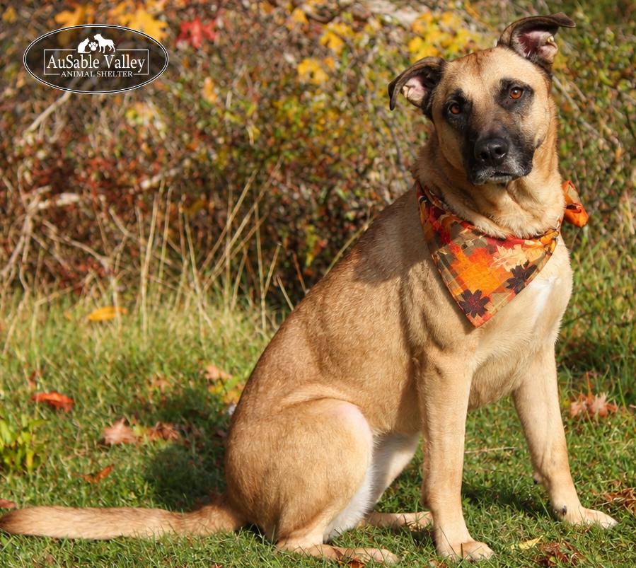 Enlarge Koda, a Adoptable mixed breed in Grayling, MI image 1/6