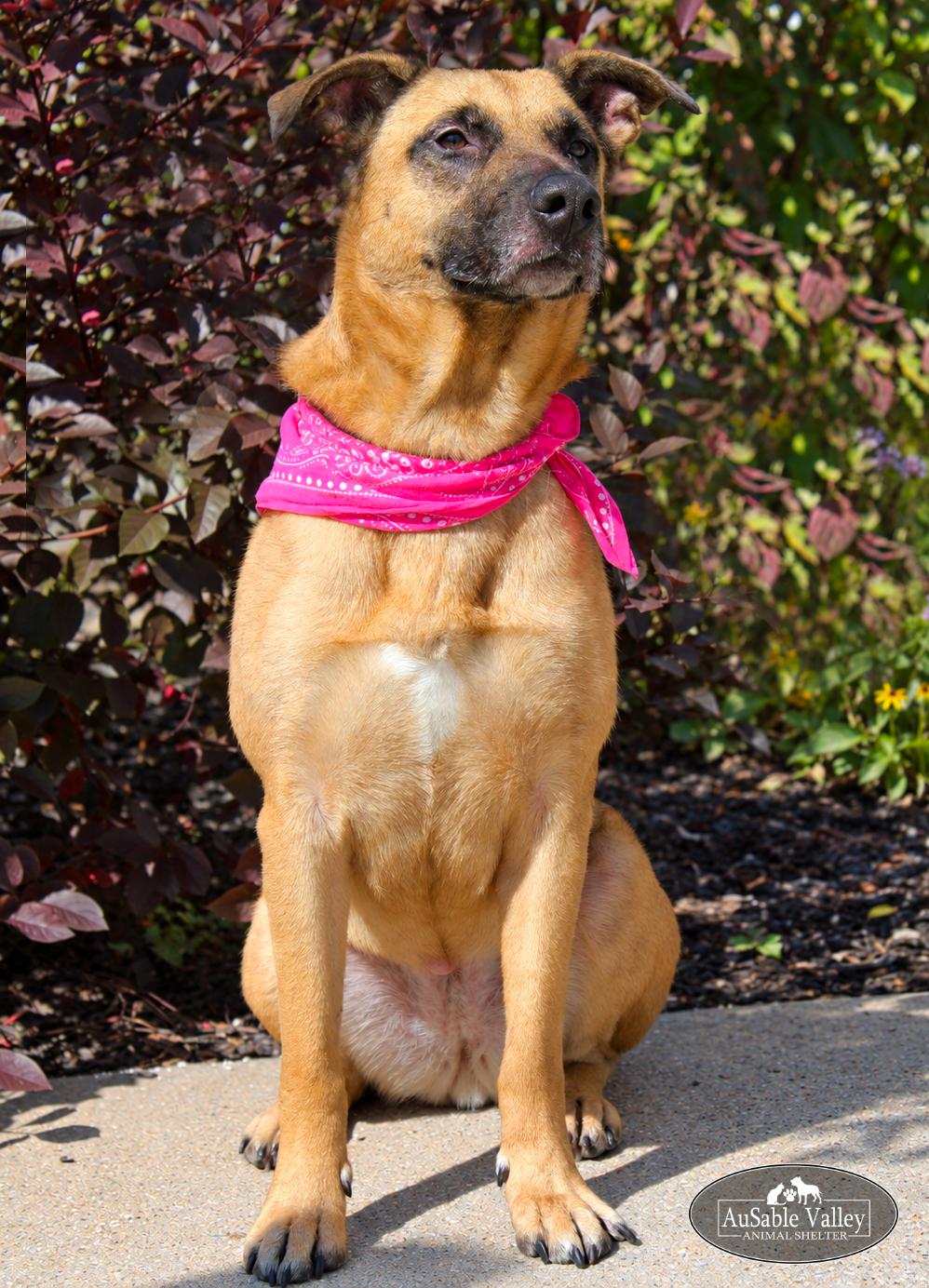 Enlarge Koda, a Adoptable mixed breed in Grayling, MI image 2/6