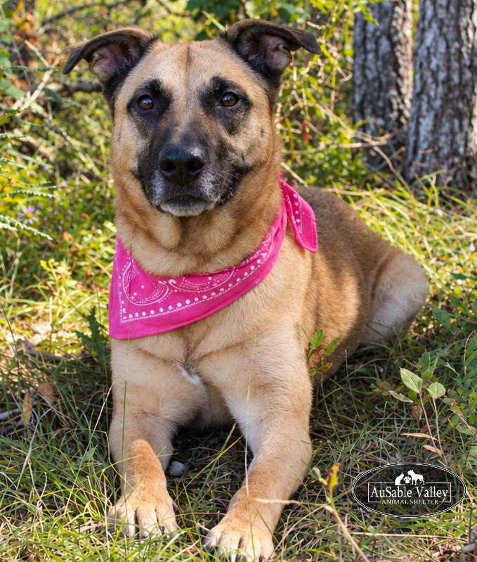 Enlarge Koda, a Adoptable mixed breed in Grayling, MI image 5/6