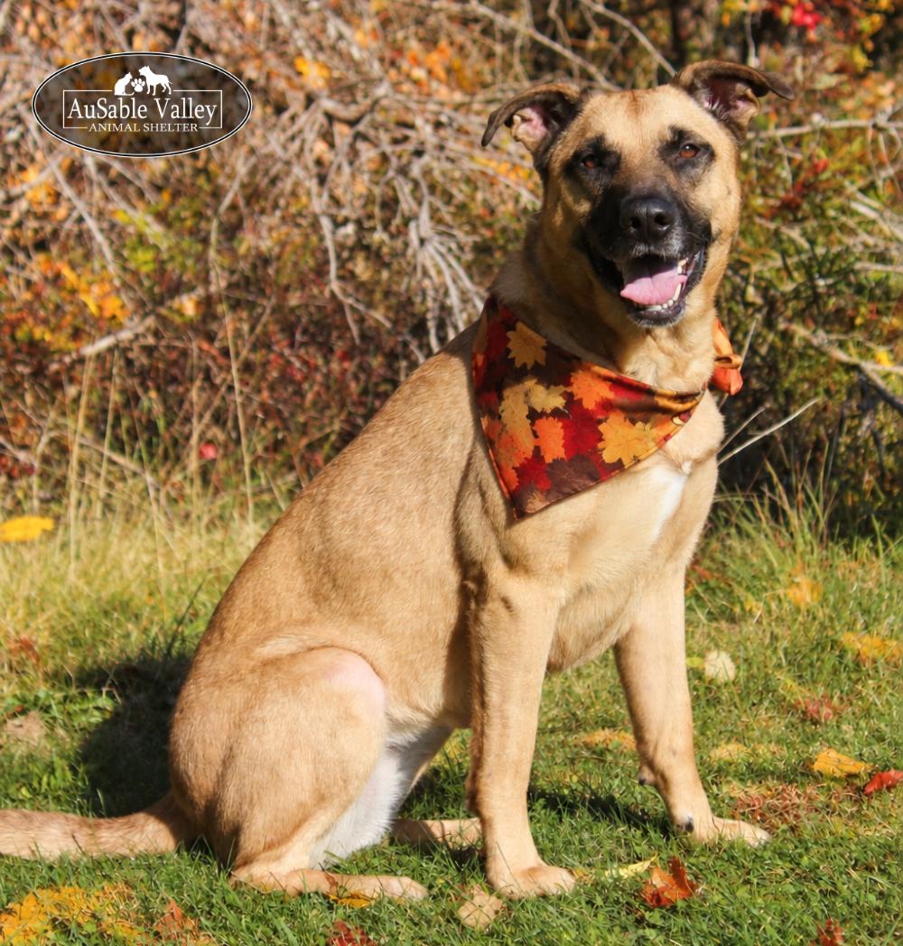 Enlarge Koda, a Adoptable mixed breed in Grayling, MI image 4/6