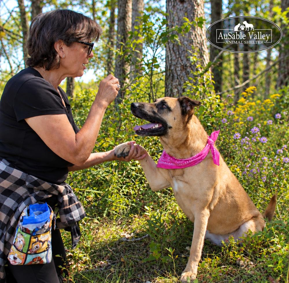 Enlarge Koda, a Adoptable mixed breed in Grayling, MI image 4/6