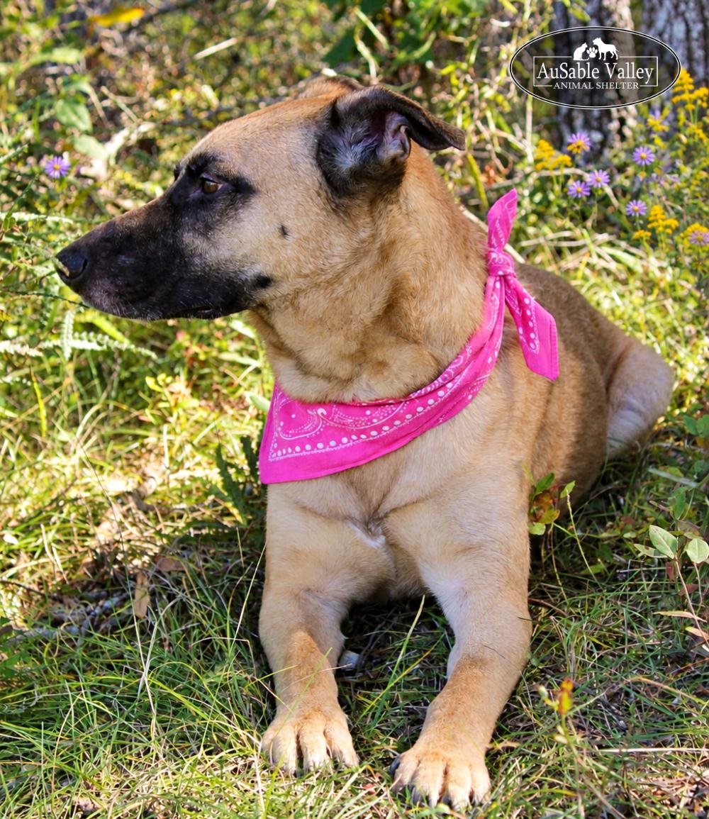 Enlarge Koda, a Adoptable mixed breed in Grayling, MI image 6/6