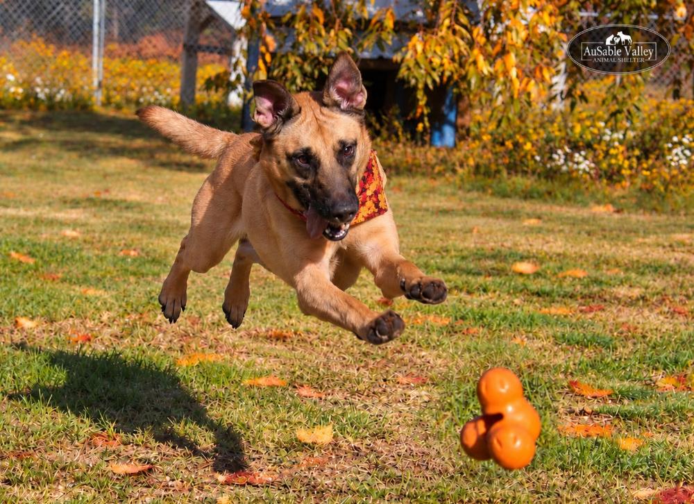 Enlarge Koda, a Adoptable mixed breed in Grayling, MI image 3/6