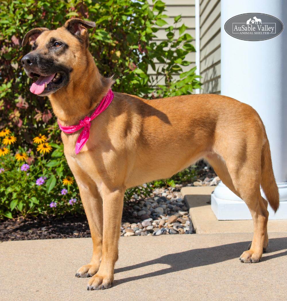 Koda, Adoptable, Adult Female Mixed Breed.