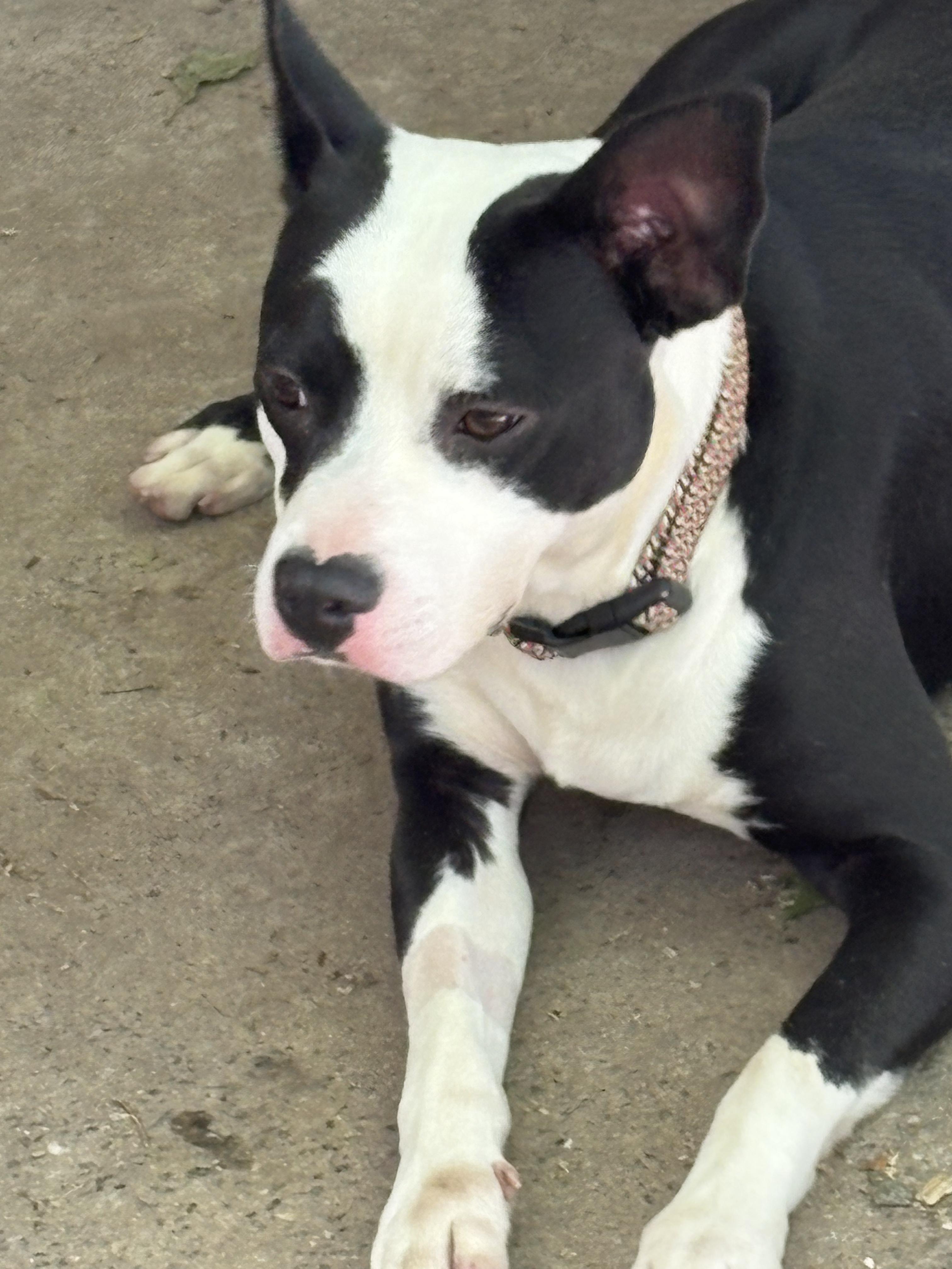 Andy, ADOPTABLE, Young Male Bull Terrier & Boston Terrier.