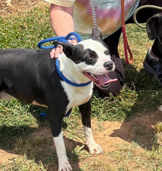 Enlarge Andy, a ADOPTABLE mixed breed in Fincastle, VA image 2/3
