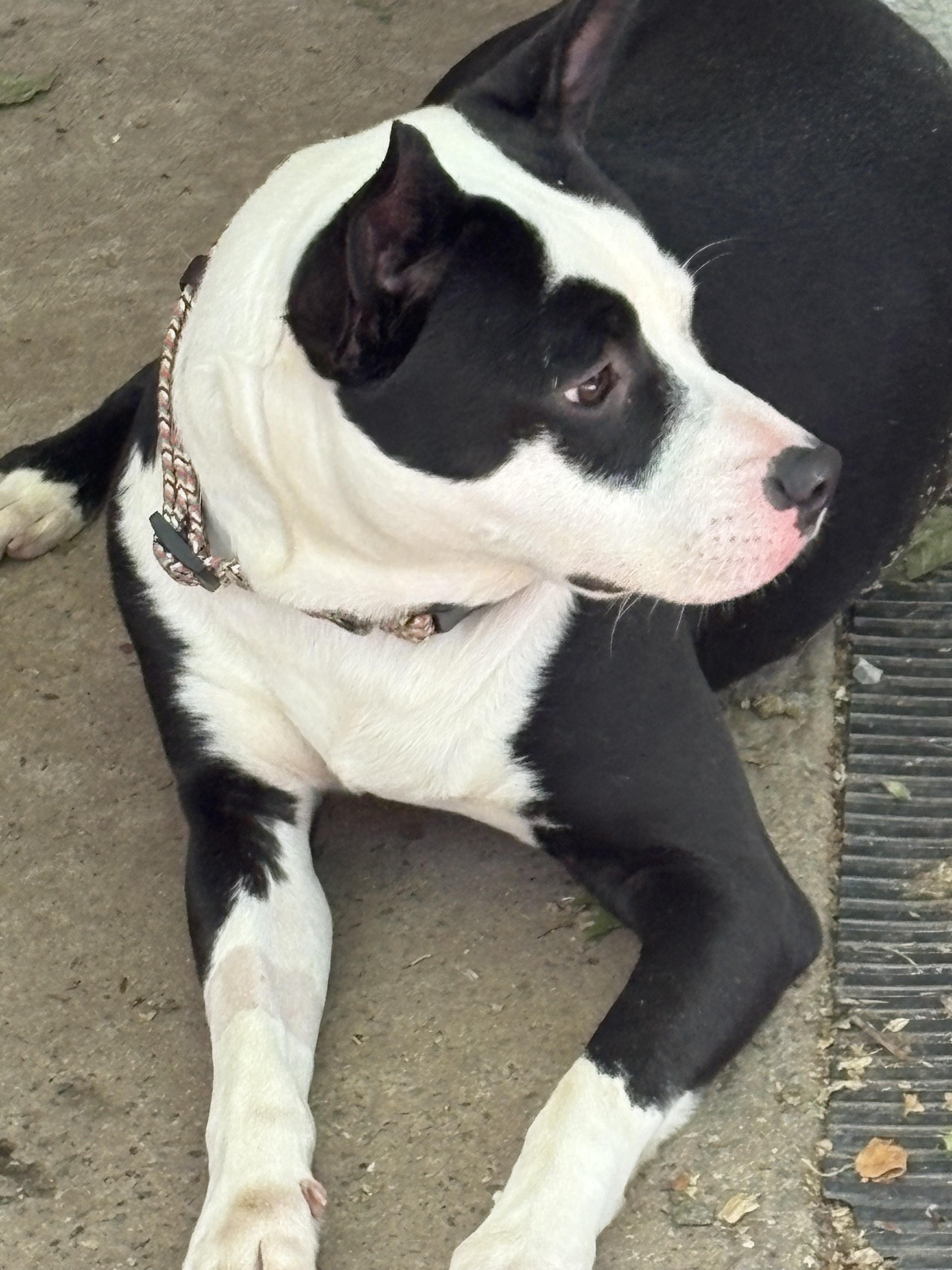 Enlarge Andy, a ADOPTABLE mixed breed in Fincastle, VA image 3/3