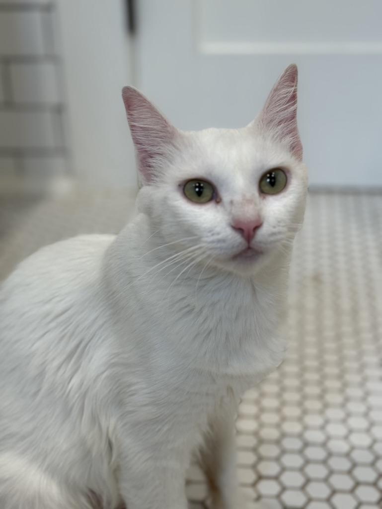 Elsa, Adoptable, Young Female Domestic Long Hair.