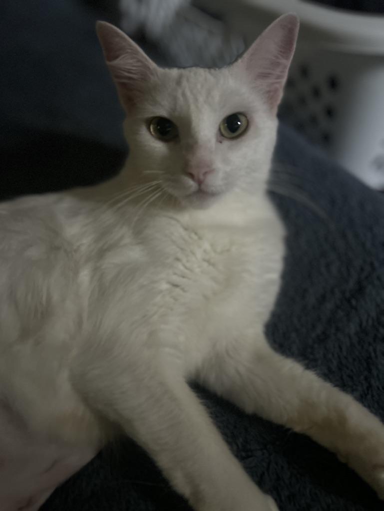 Elsa, Adoptable, Young Female Domestic Long Hair.