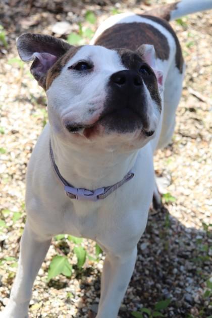 Frannie (in Foster), Adoptable, Adult Female Pit Bull Terrier & Mixed Breed.
