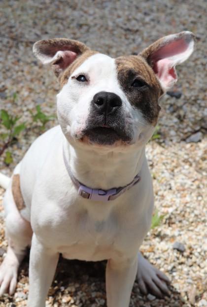 Enlarge Frannie (in Foster), a Adoptable mixed breed in New Orleans, LA image 2/3