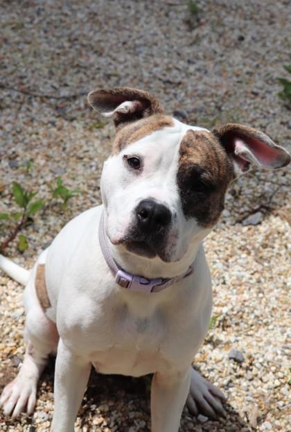 Enlarge Frannie (in Foster), a Adoptable mixed breed in New Orleans, LA image 3/3