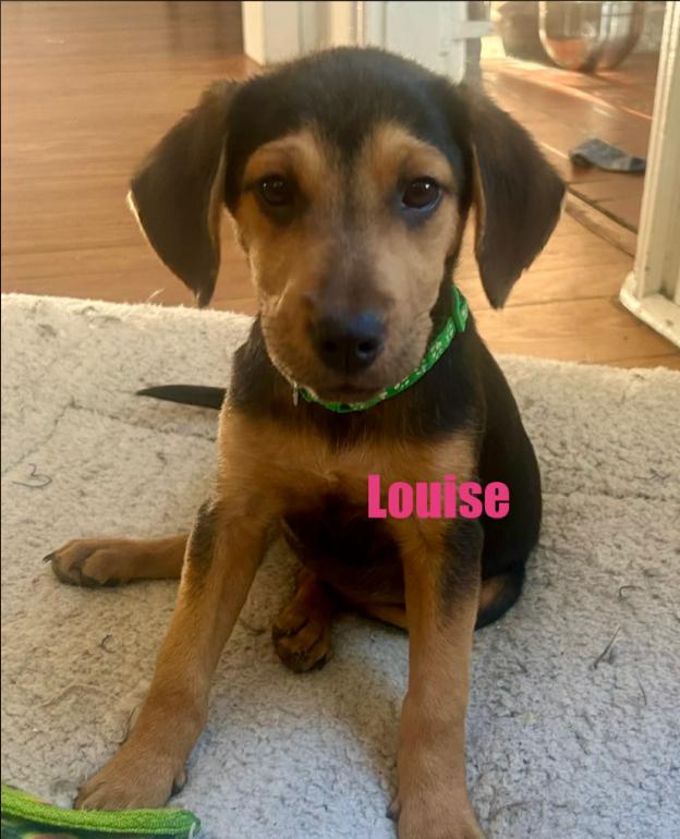 Louise, Adoptable, Puppy Female Hound.