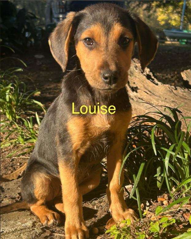 Louise, a Adoptable mixed breed in Eutawville, SC image 2/3