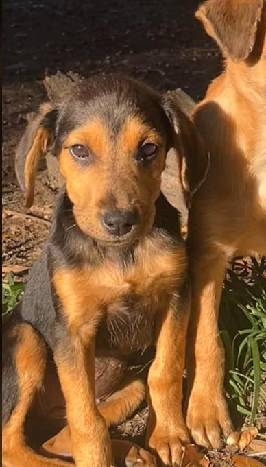 Louise, a Adoptable mixed breed in Eutawville, SC image 3/3