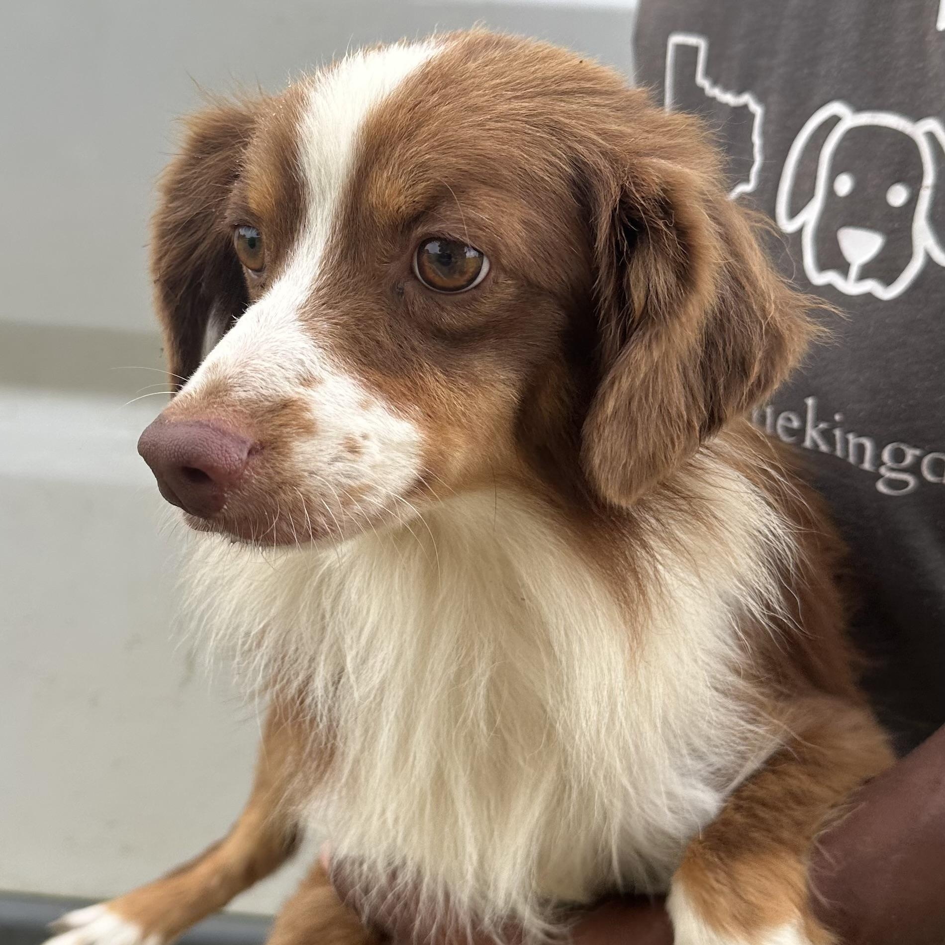 Enlarge Rocco - Local in Rhode Island, a Adoptable mixed breed in Johnston, RI image 2/6