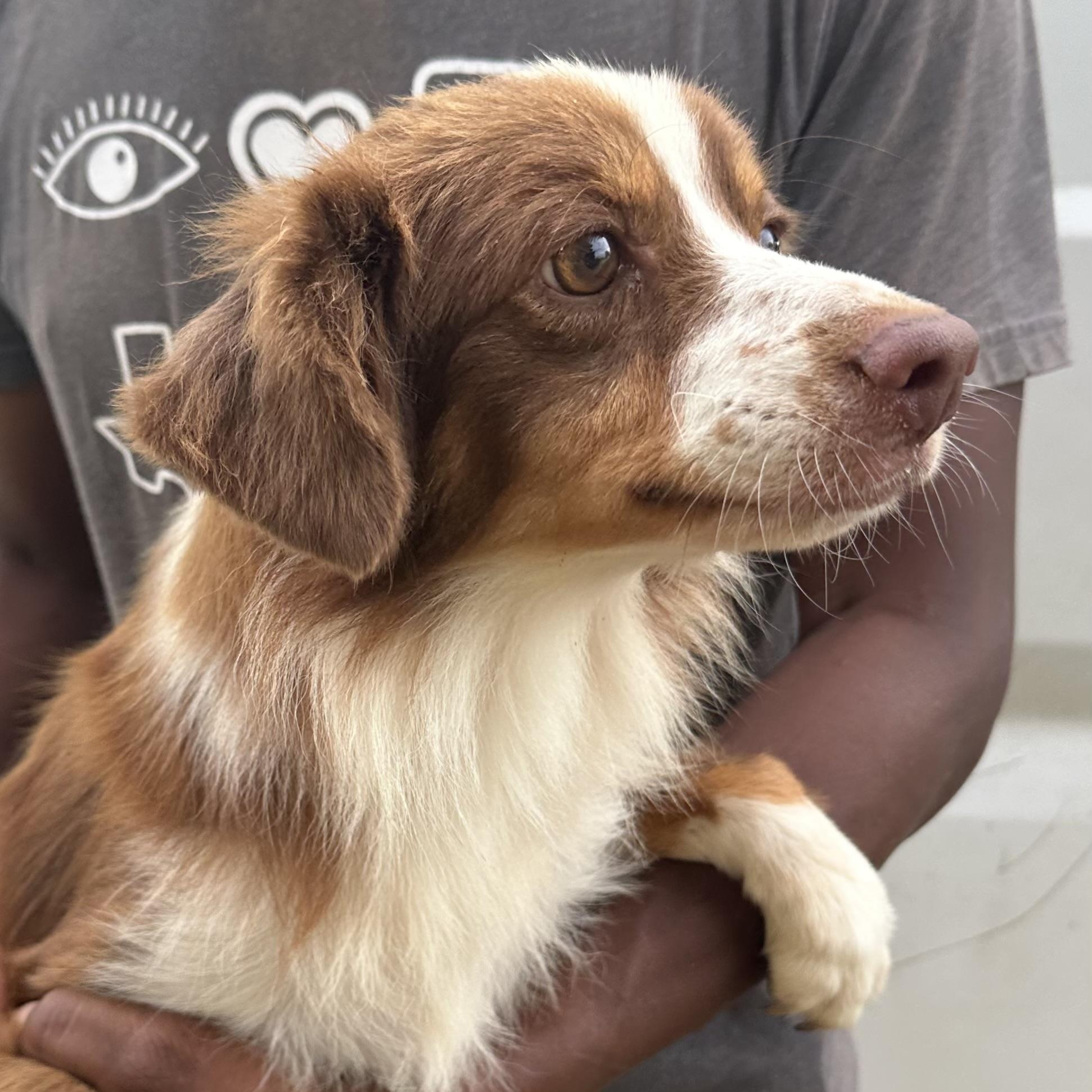 Enlarge Rocco - Local in Rhode Island, a Adoptable mixed breed in Johnston, RI image 4/6