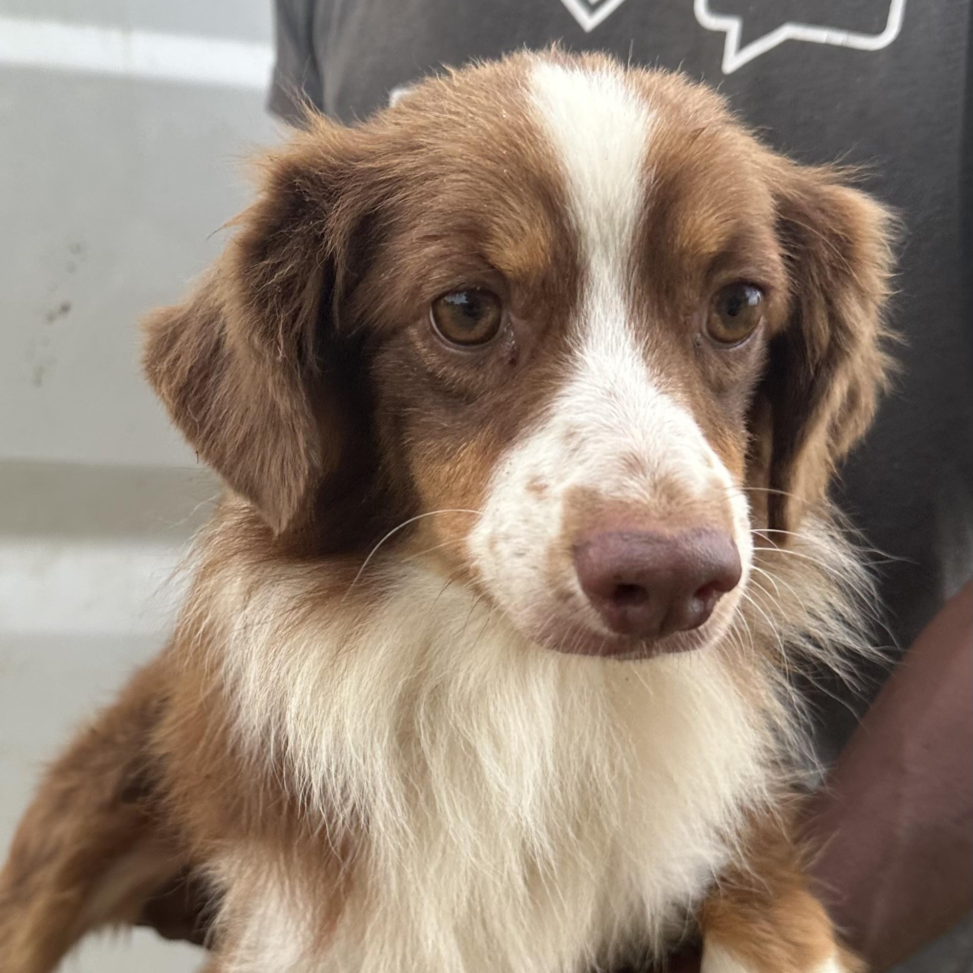 Rocco - Local in Rhode Island, Adoptable, Young Male Australian Shepherd.