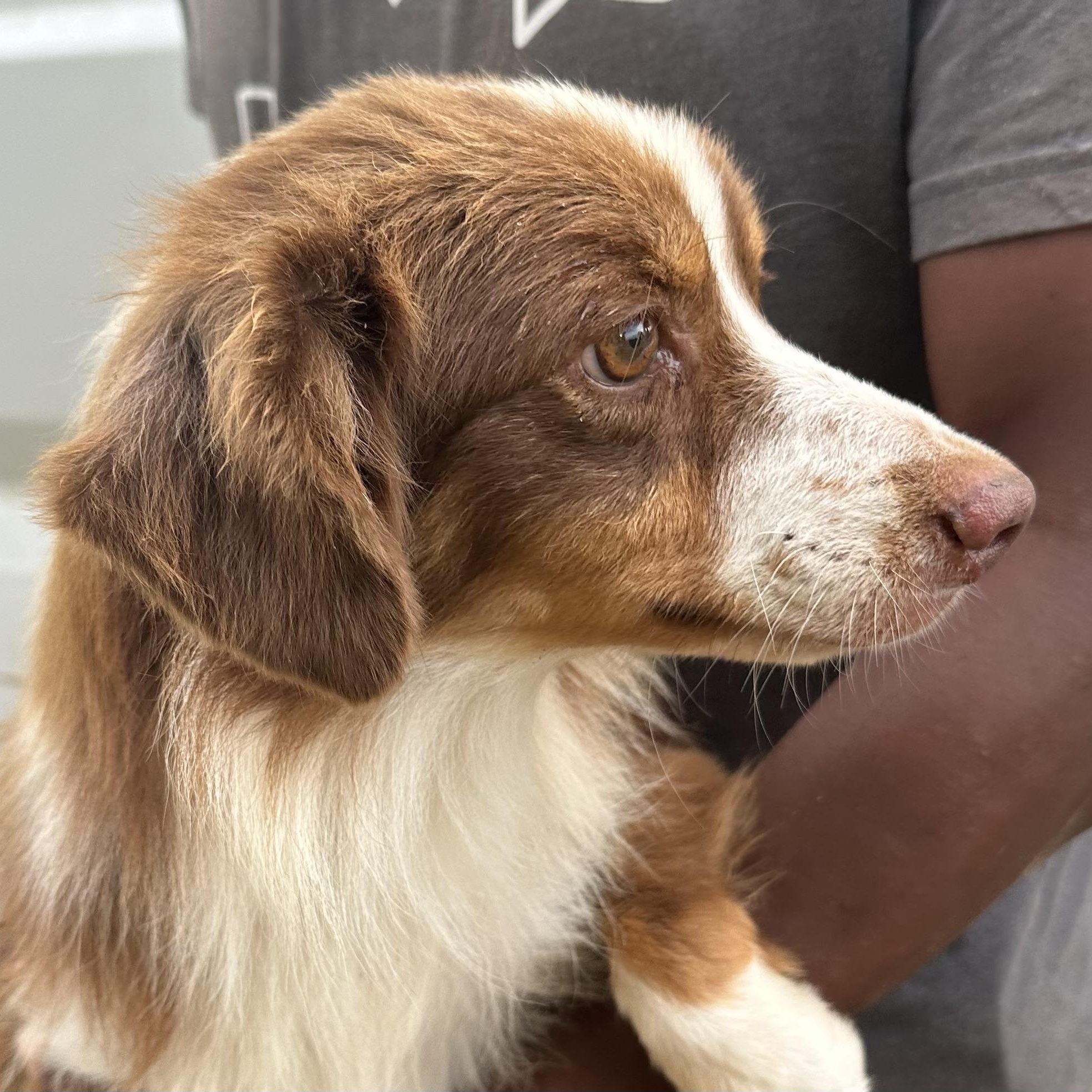Enlarge Rocco - Local in Rhode Island, a Adoptable mixed breed in Johnston, RI image 6/6