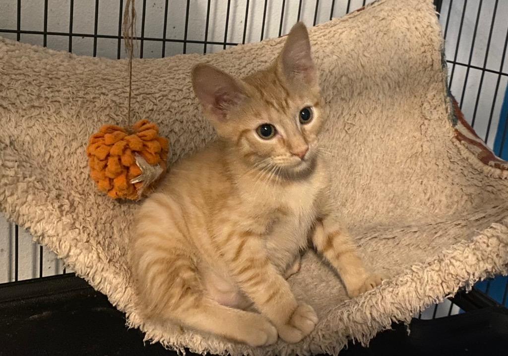 LaLa Orange, Adoptable, Kitten Male Tabby.