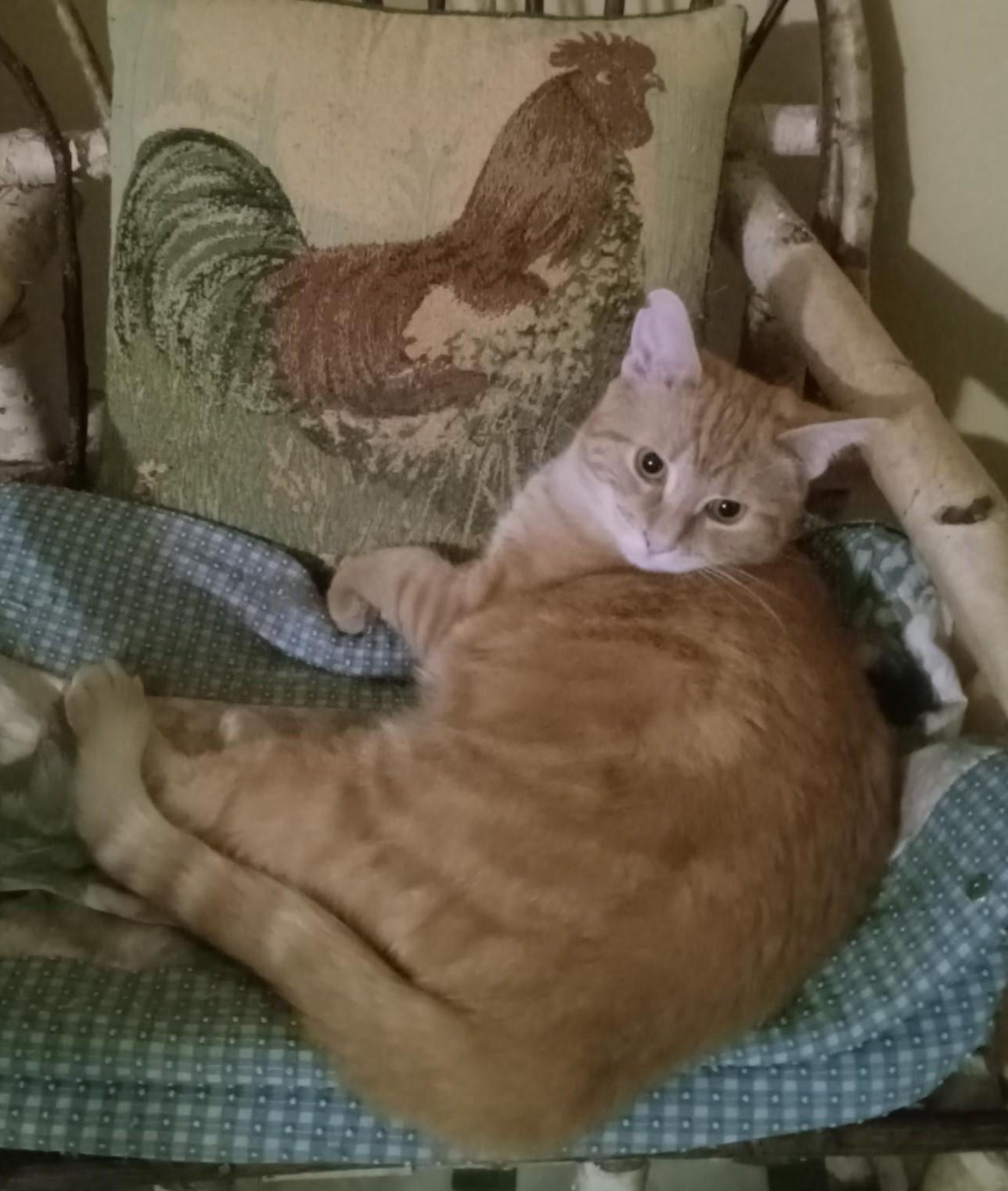 Enlarge Appalatia and Andes, a Adopted Domestic Medium Hair in Dartmouth, NS image 1/6