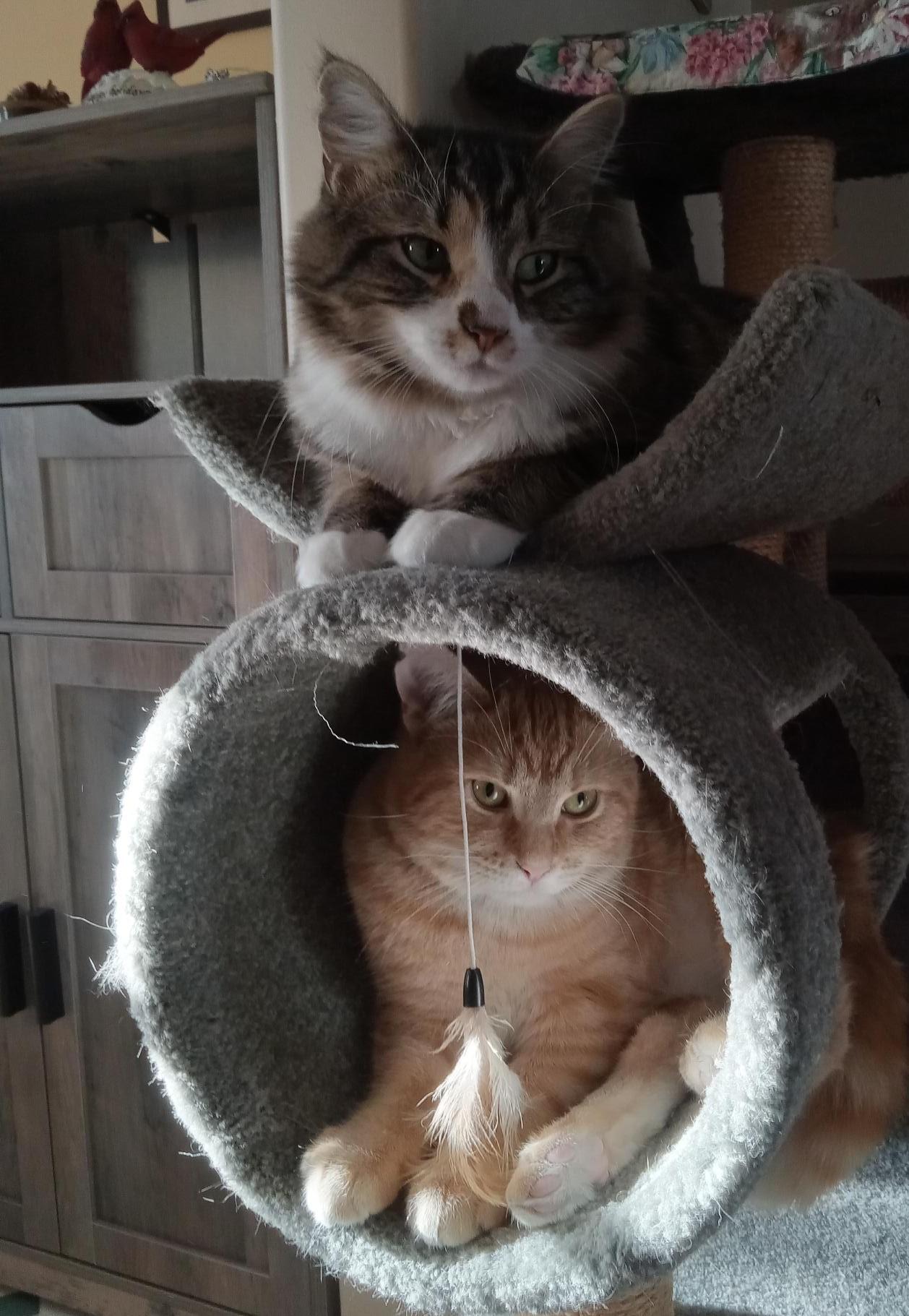 Appalatia and Andes, Adopted, Young Female Domestic Medium Hair.