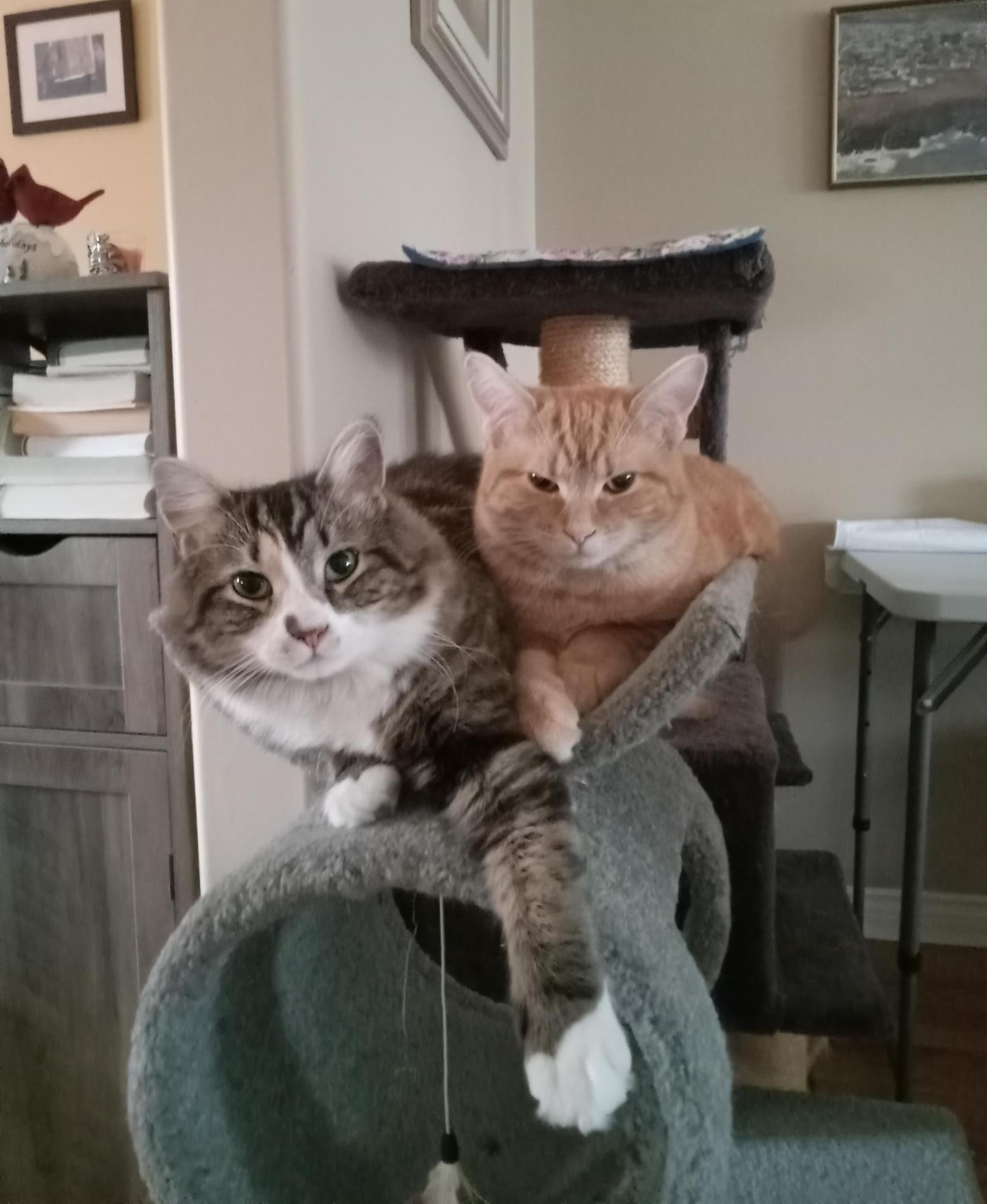 Enlarge Appalatia and Andes, a Adopted Domestic Medium Hair in Dartmouth, NS image 3/6