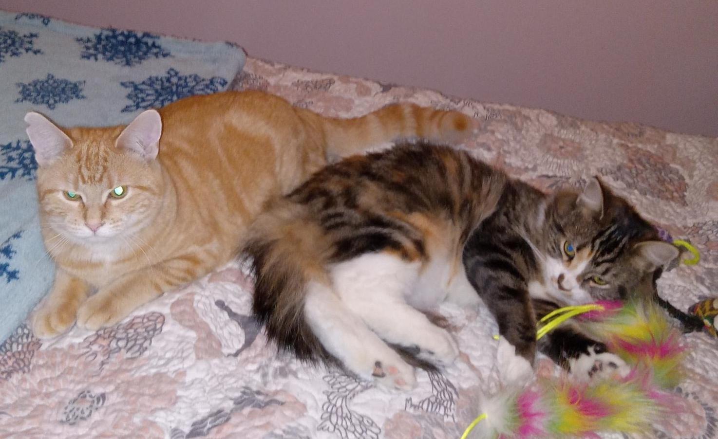 Enlarge Appalatia and Andes, a Adopted Domestic Medium Hair in Dartmouth, NS image 4/6