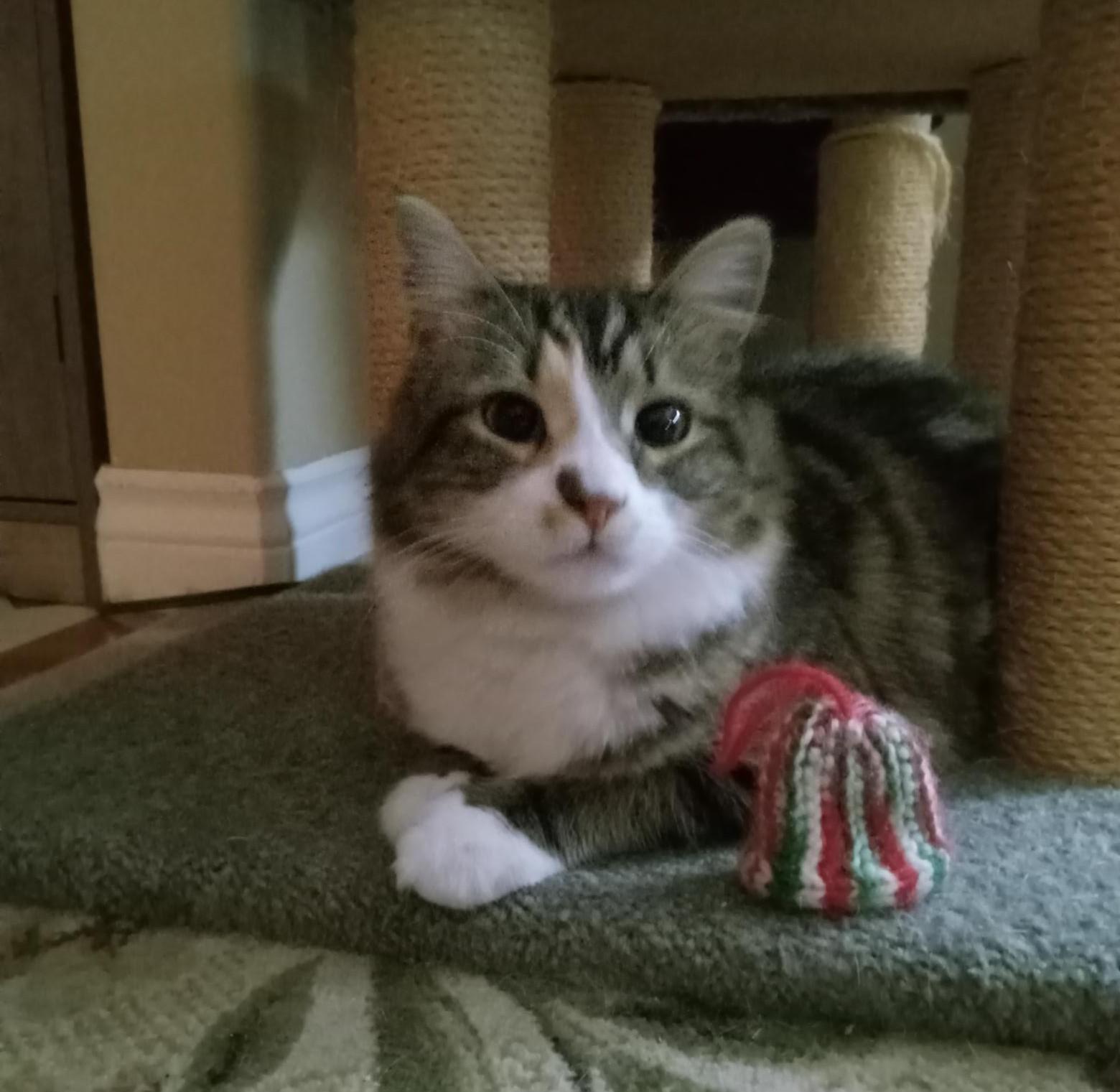 Enlarge Appalatia and Andes, a Adopted Domestic Medium Hair in Dartmouth, NS image 5/6