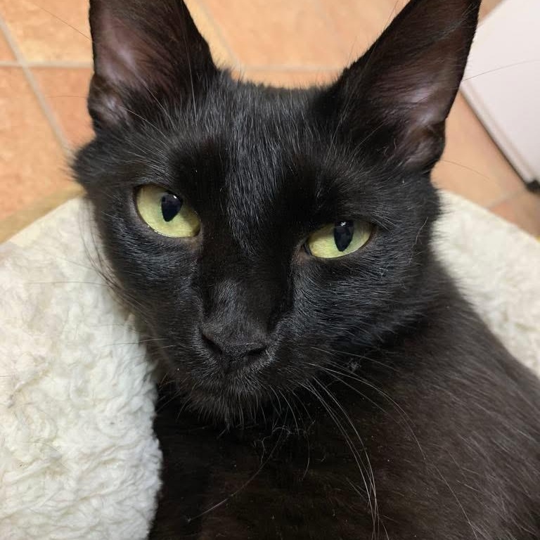 Sable - Graceful, Gentle & Gorgeous!