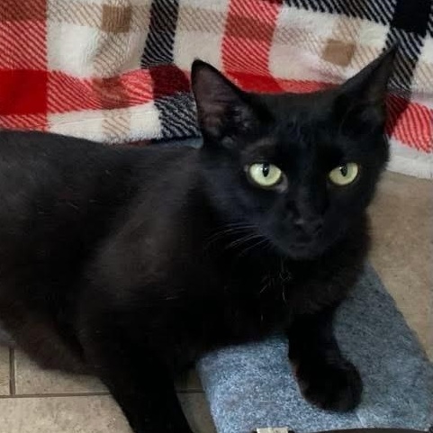 Sable - Graceful, Gentle & Gorgeous! photo 4