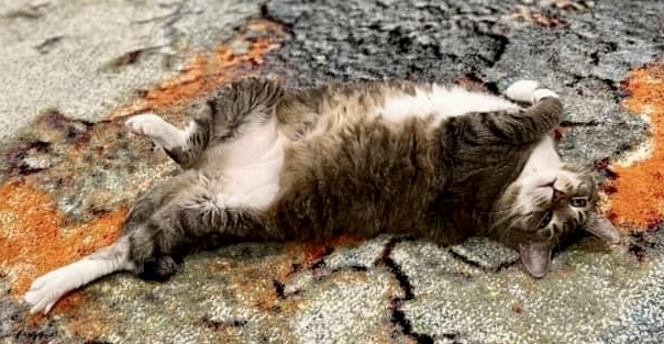 Enlarge Duchess, a Adoptable Domestic Short Hair in Memphis, TN image 3/6