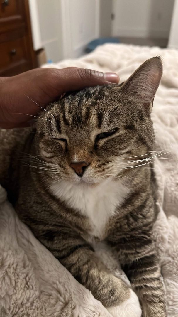 Enlarge Duchess, a Adoptable Domestic Short Hair in Memphis, TN image 2/6