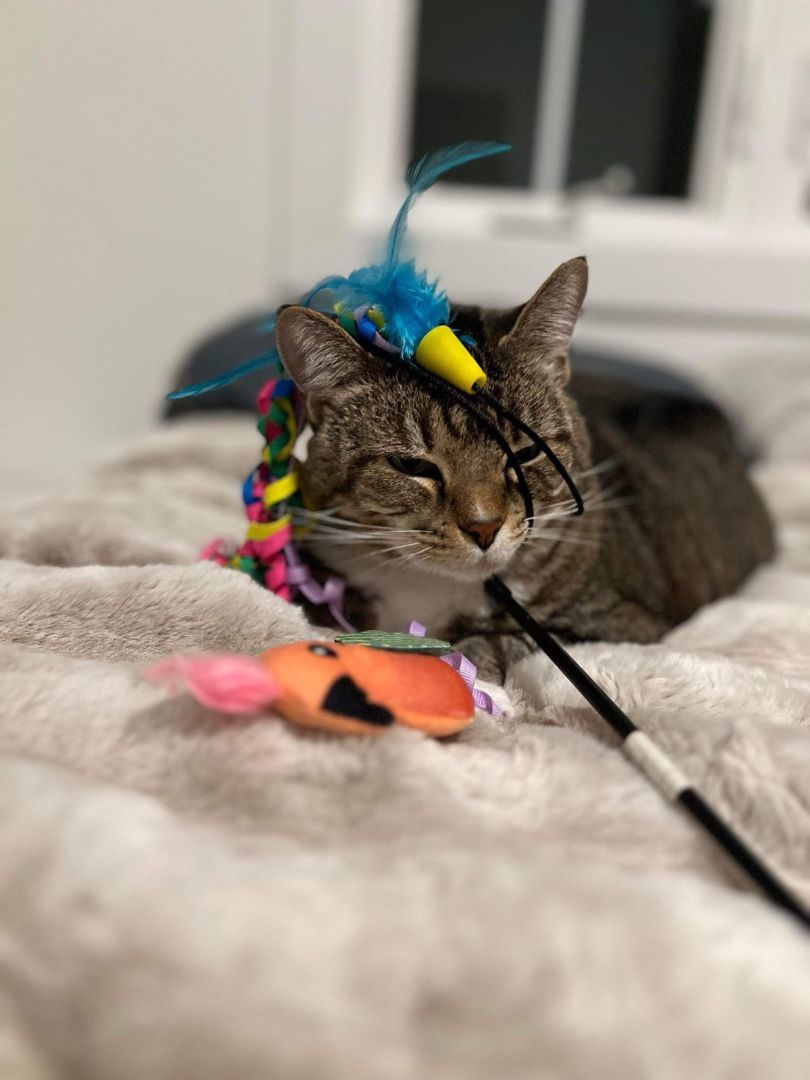 Enlarge Duchess, a Adoptable Domestic Short Hair in Memphis, TN image 4/6