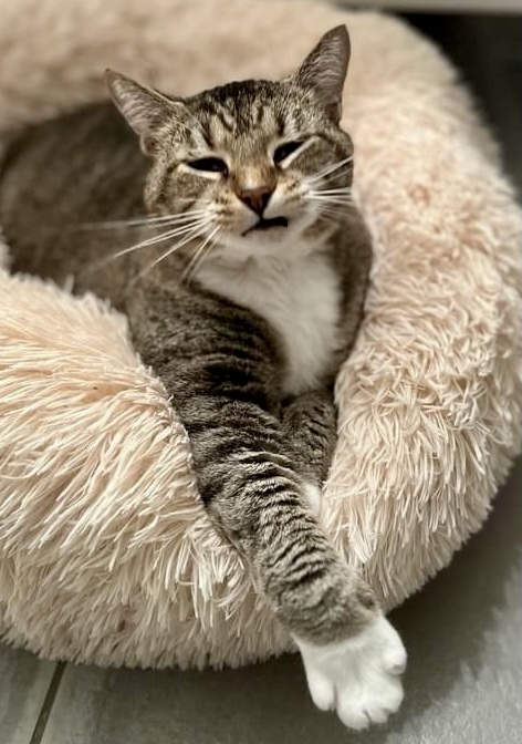 Duchess, Adoptable, Adult Female Domestic Short Hair.