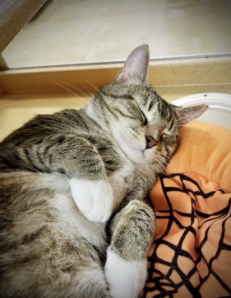 Enlarge Duchess, a Adoptable Domestic Short Hair in Memphis, TN image 5/6