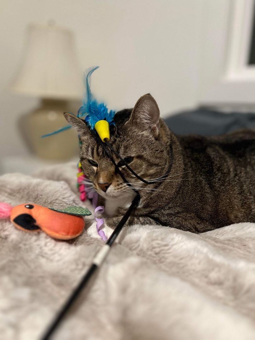 Enlarge Duchess, a Adoptable Domestic Short Hair in Memphis, TN image 6/6