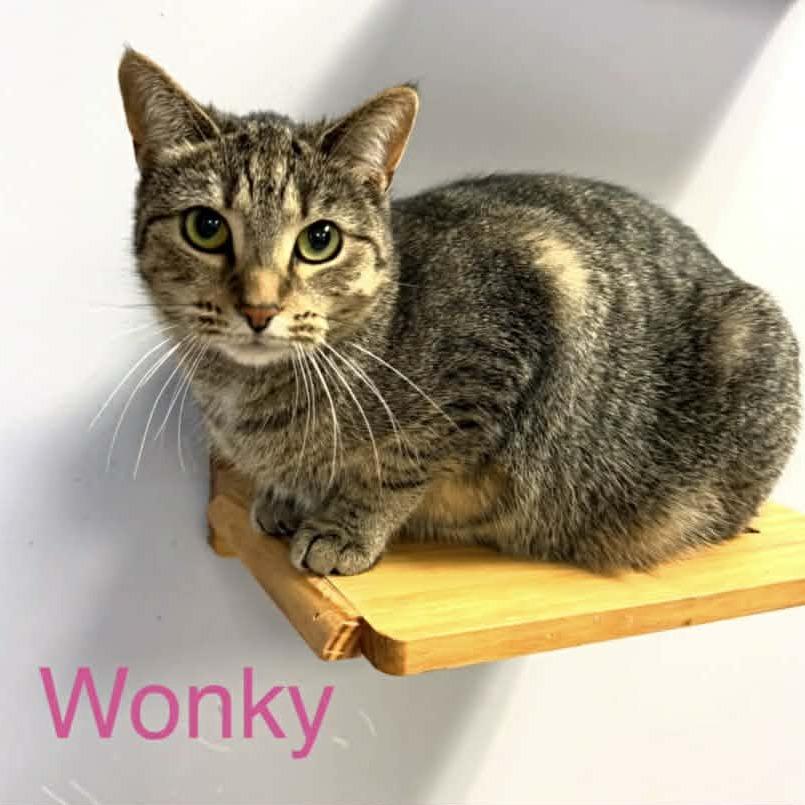 Wonky, Adoptable, Adult Female Domestic Short Hair.