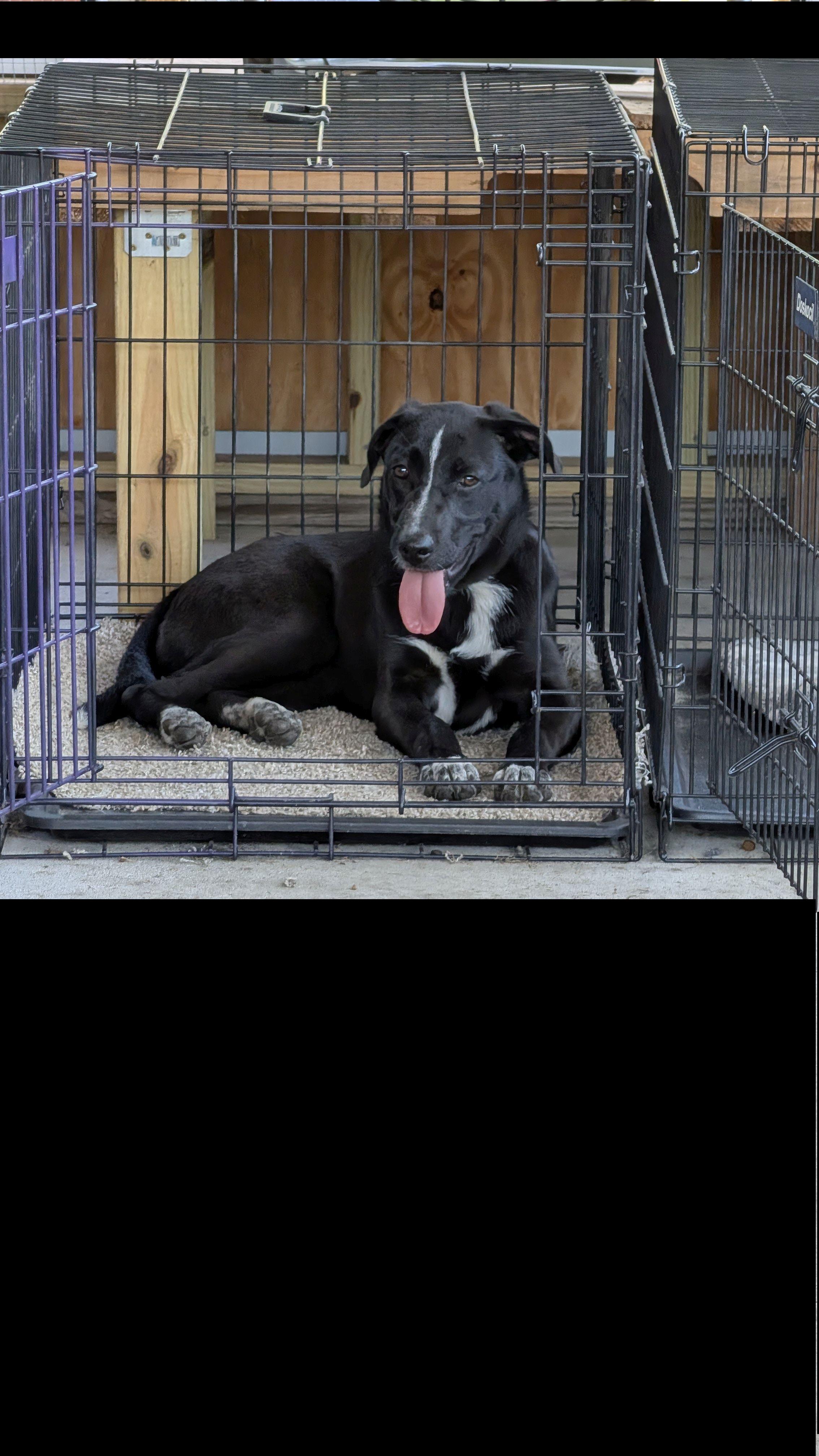 Enlarge Petunia, an adoptable mixed breed in Jesup, GA image 3/5