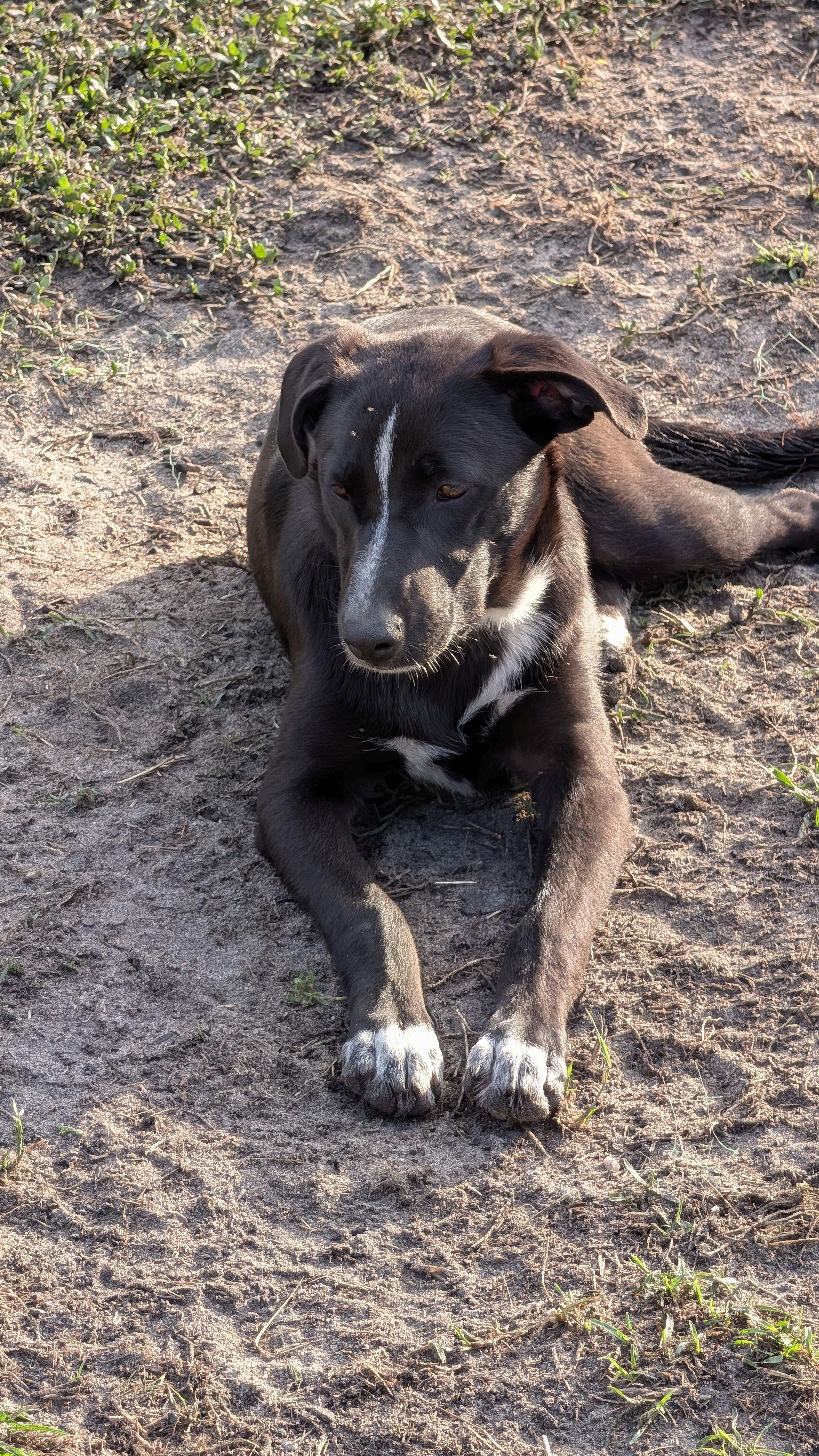 Enlarge Petunia, an adoptable mixed breed in Jesup, GA image 1/5