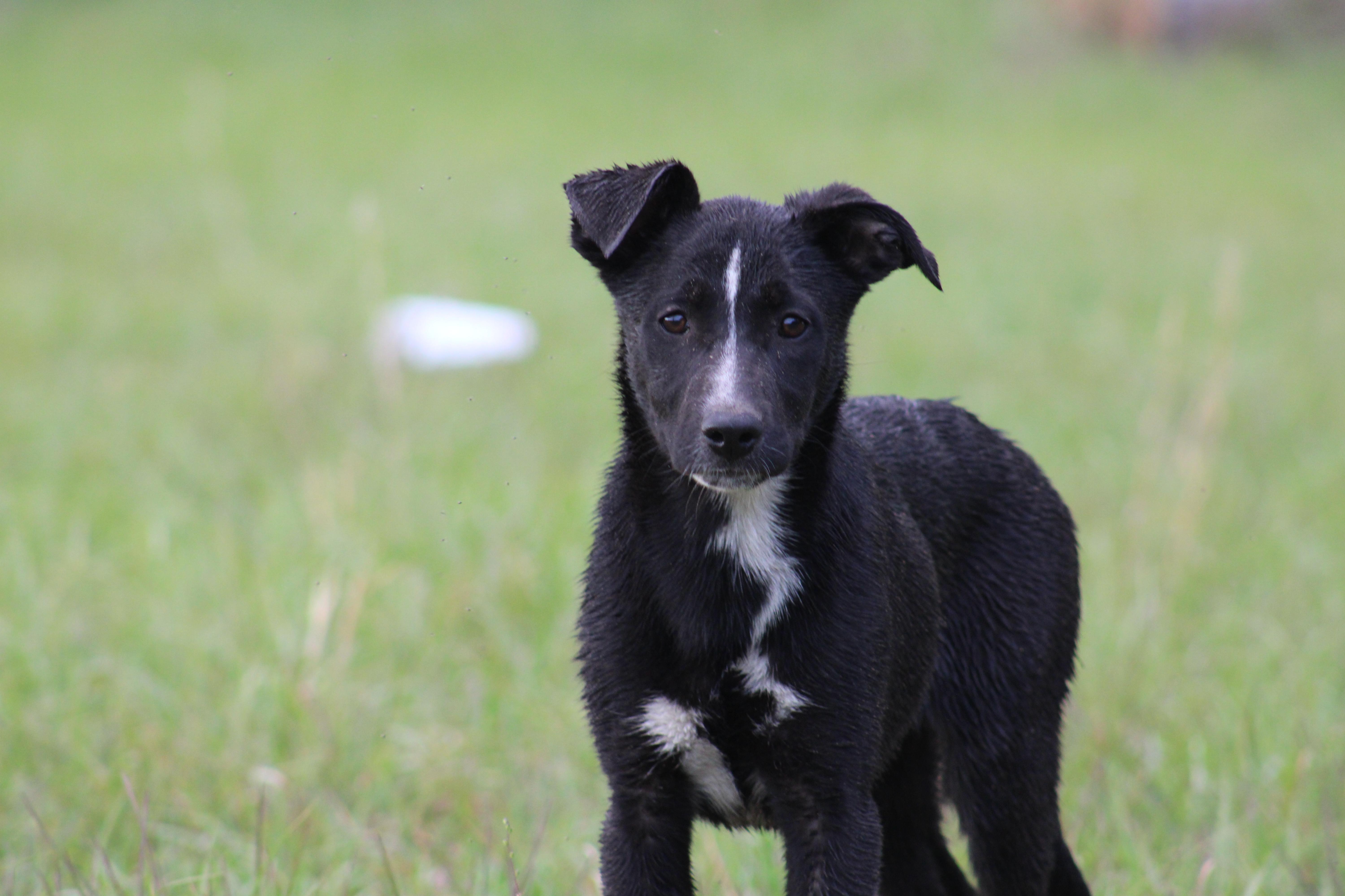 Enlarge Petunia, an adoptable mixed breed in Jesup, GA image 2/5