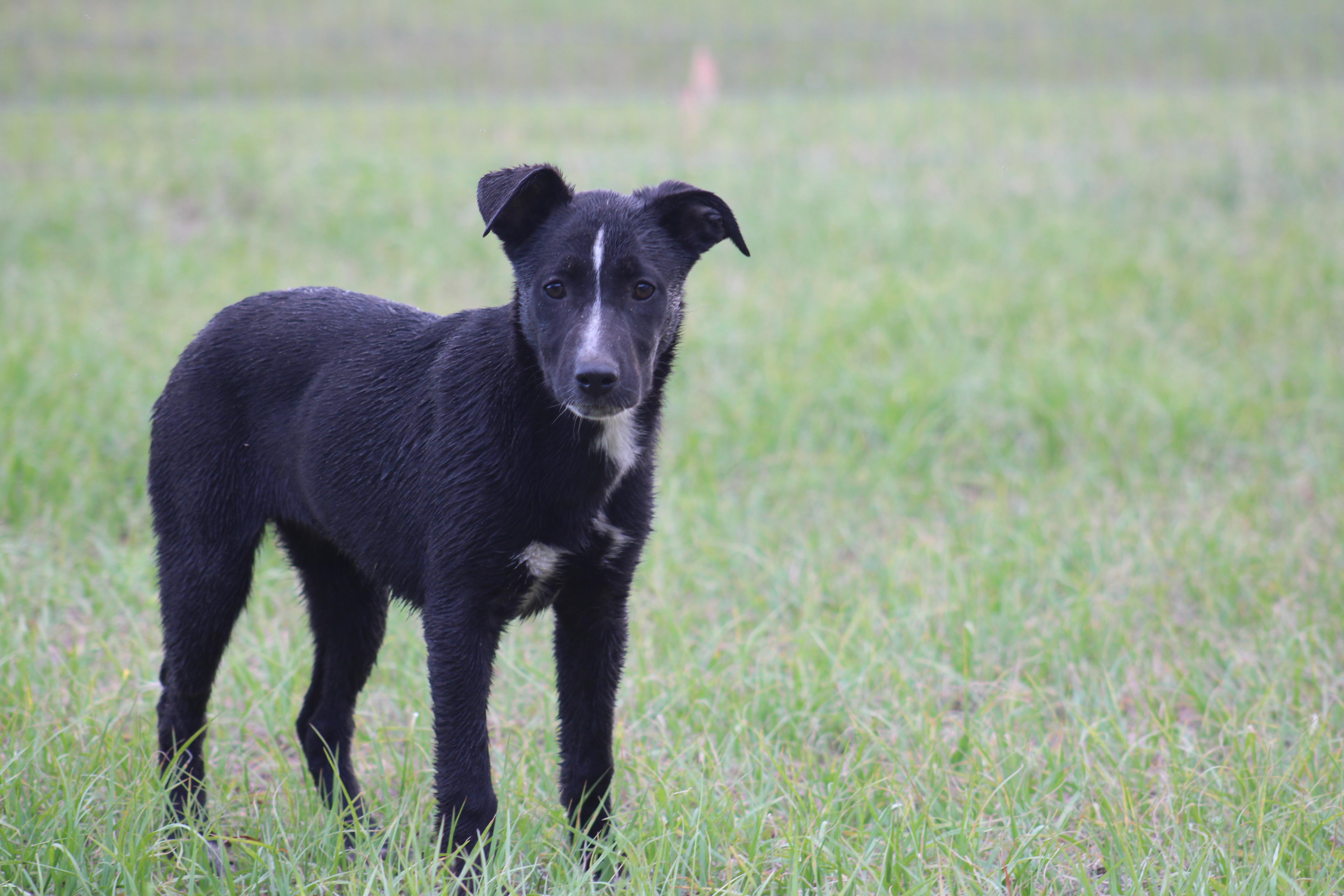 Enlarge Petunia, an adoptable mixed breed in Jesup, GA image 4/5