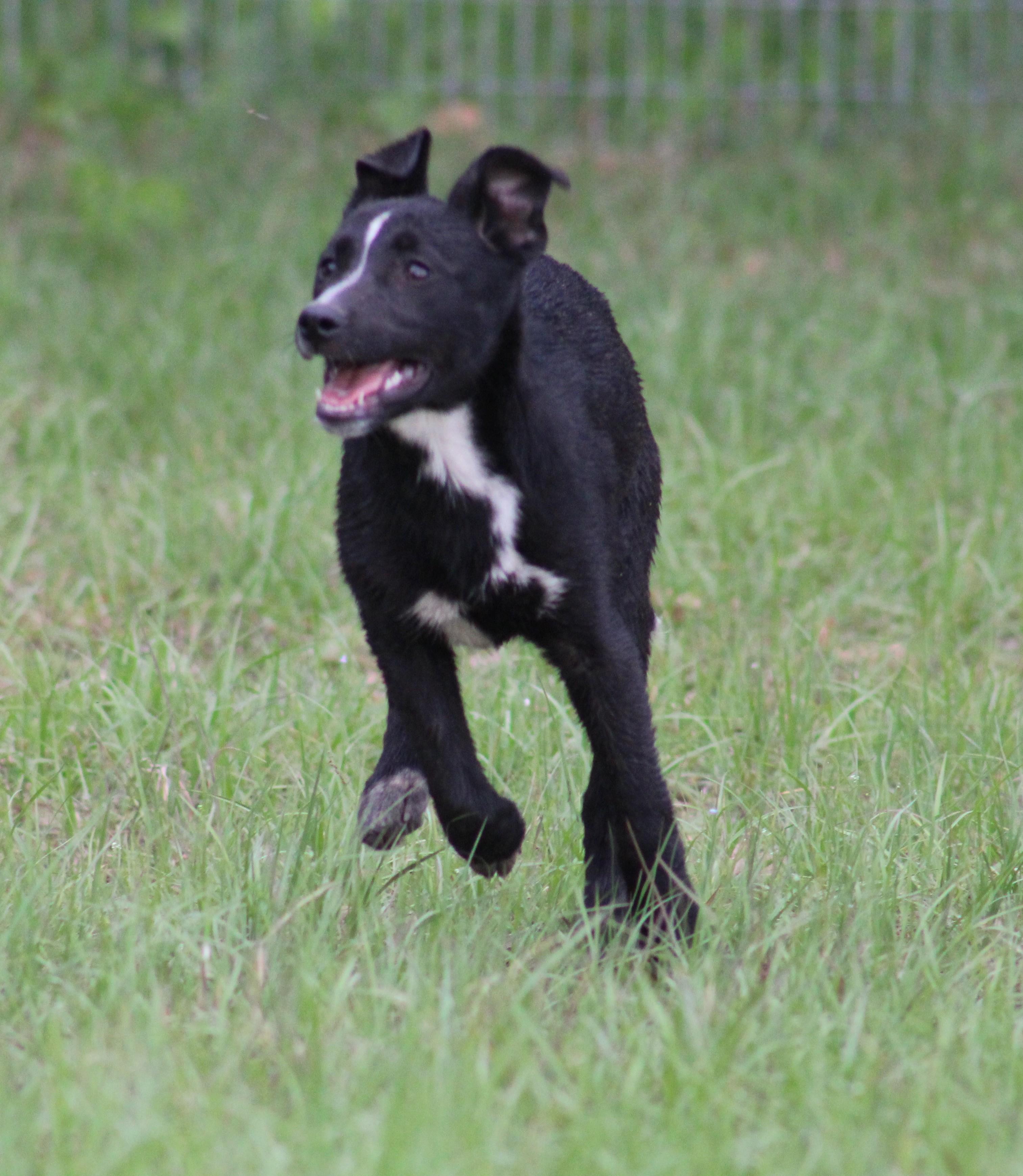 Enlarge Petunia, an adoptable mixed breed in Jesup, GA image 5/5