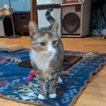 Maya, ADOPTABLE, Adult Female Domestic Short Hair.