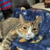 Enlarge Maya, a ADOPTABLE Domestic Short Hair in Annapolis, MD image 1/5
